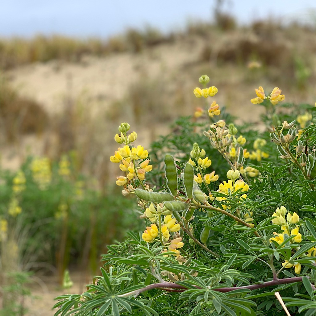 Lupine thrives on the sand dunes.
