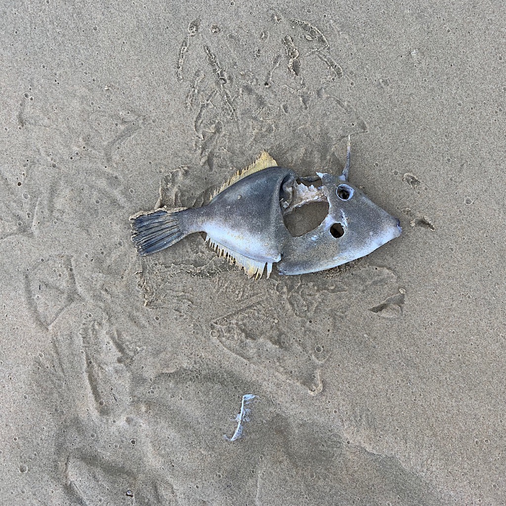 A fish carcass surrounded by tracks from his tormenters. 