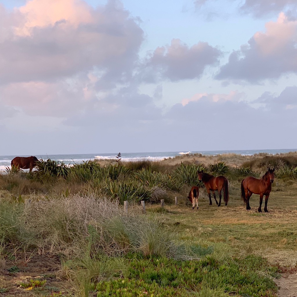 Wild horses keeping watch at Maunganui Bluff.  