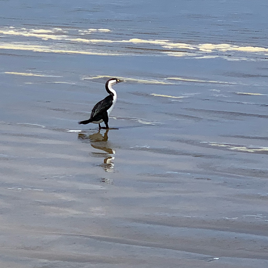 A shag on the hunt at the edge of the surf. 