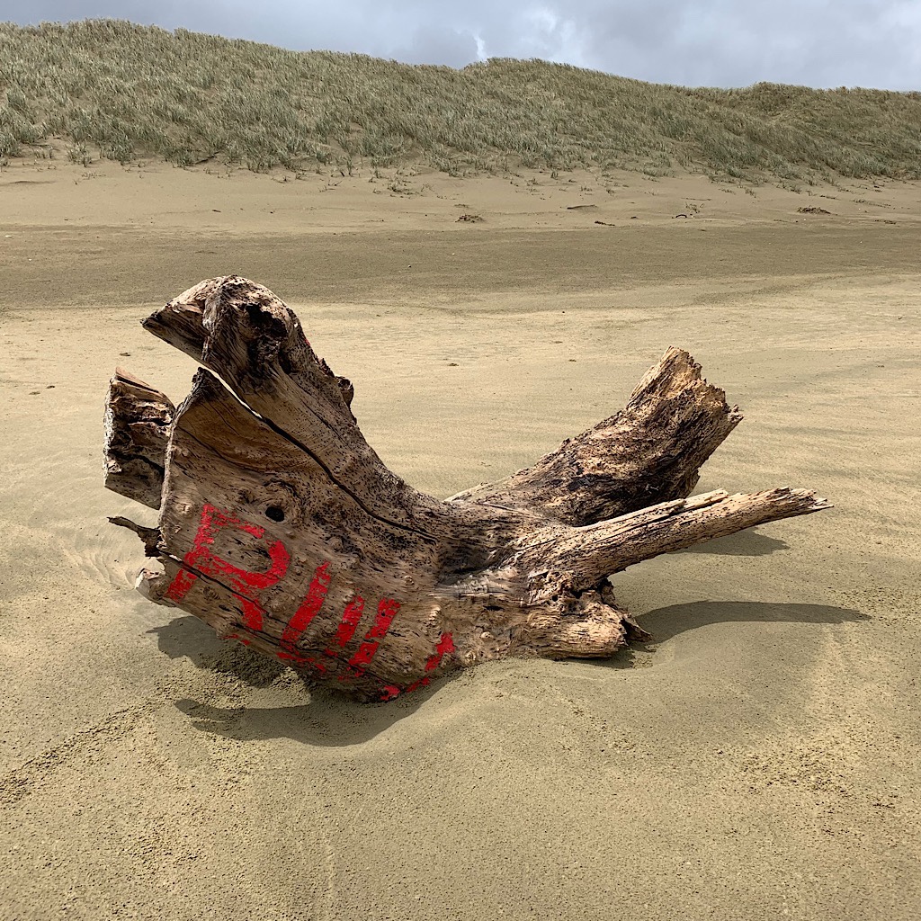 Driftwood set like concrete in the sand. 