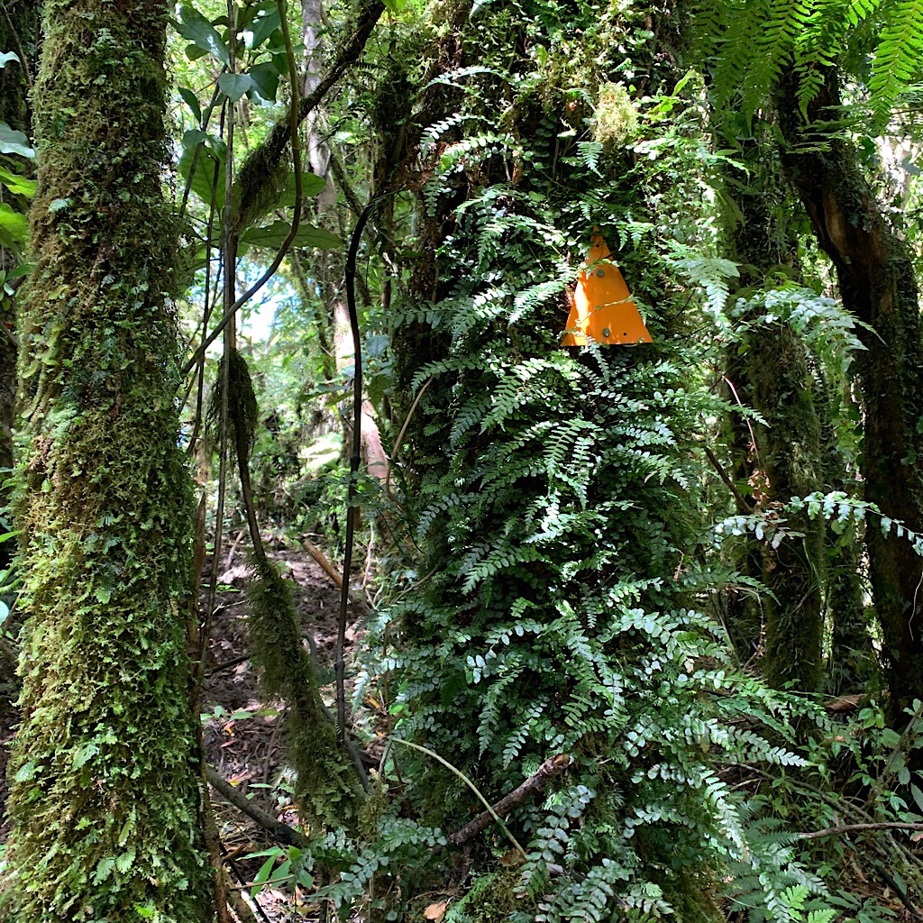 Orange triangles mark the trail through dense bush. 