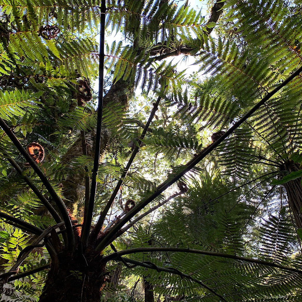 The tree fern canopy sheltered us from the hot sun. 