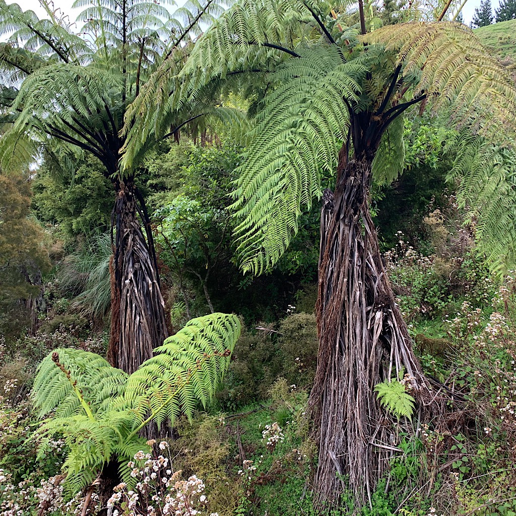 The tree ferns are sturdy and ubiquitous. 