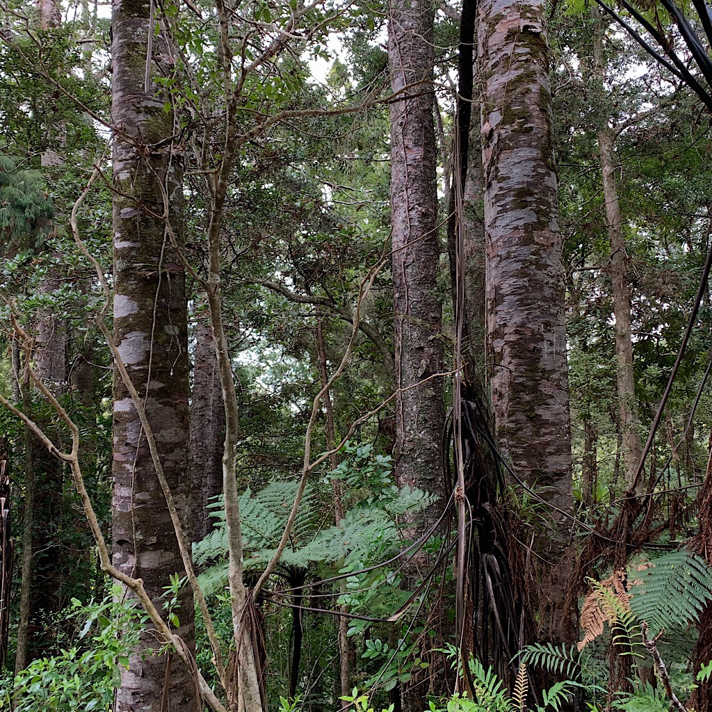 The bush is thick with kahikatea or white pine, rimu and kauri. 