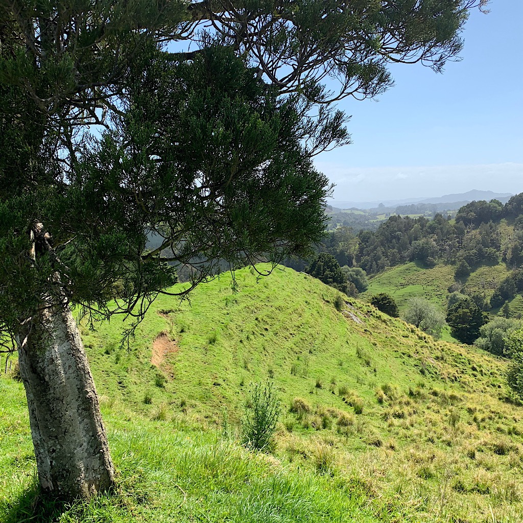 Steep, green  and verdant fields reaching towards the Pacific Ocean. 
