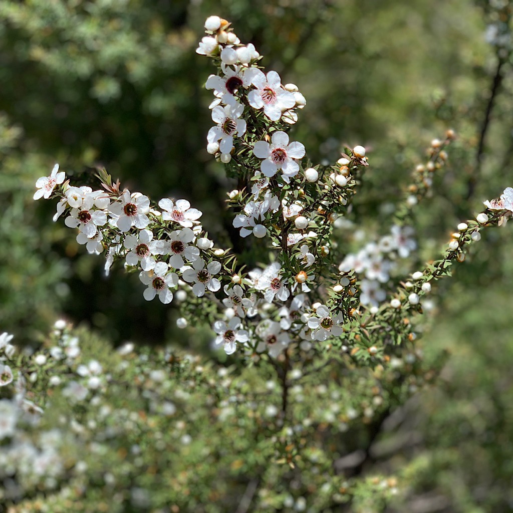 Manuka or Tee Tree is harvested for its medicinal properties. 