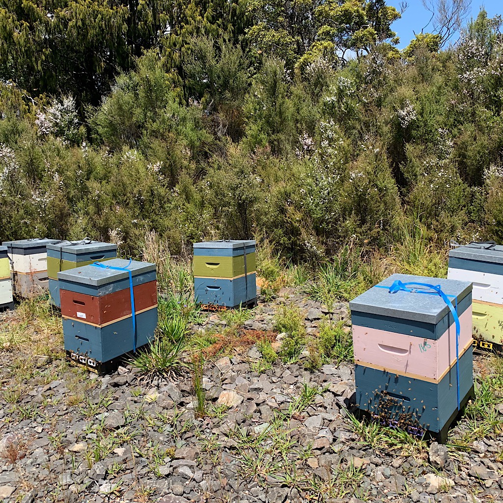 Bee hives placed close to the manuka for very special honey. 