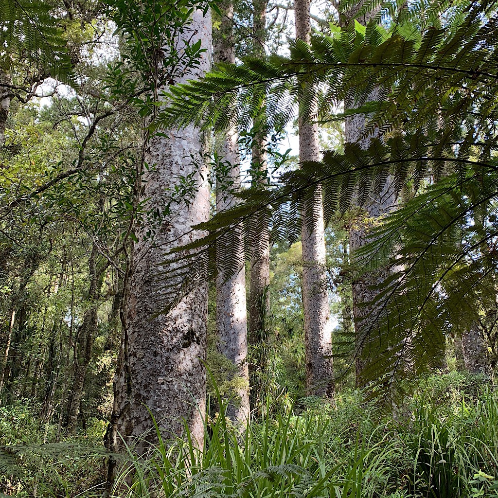 Ancient Kauri in the Manginangina rain forest. 