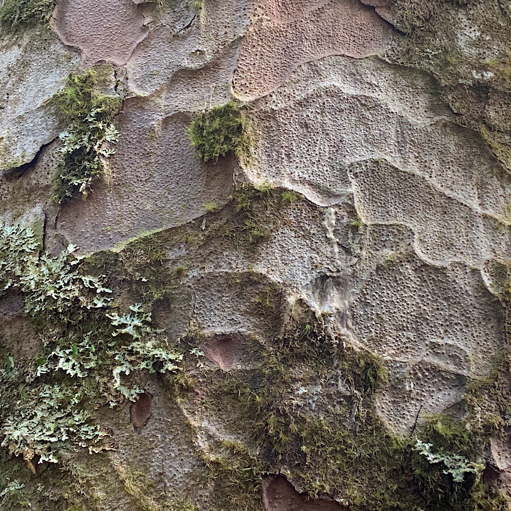 Kauri bark has a hammer-mark texture and continuously sheds its outer bark in large scales to prevent climbing or perching plants from gaining a permanent hold.