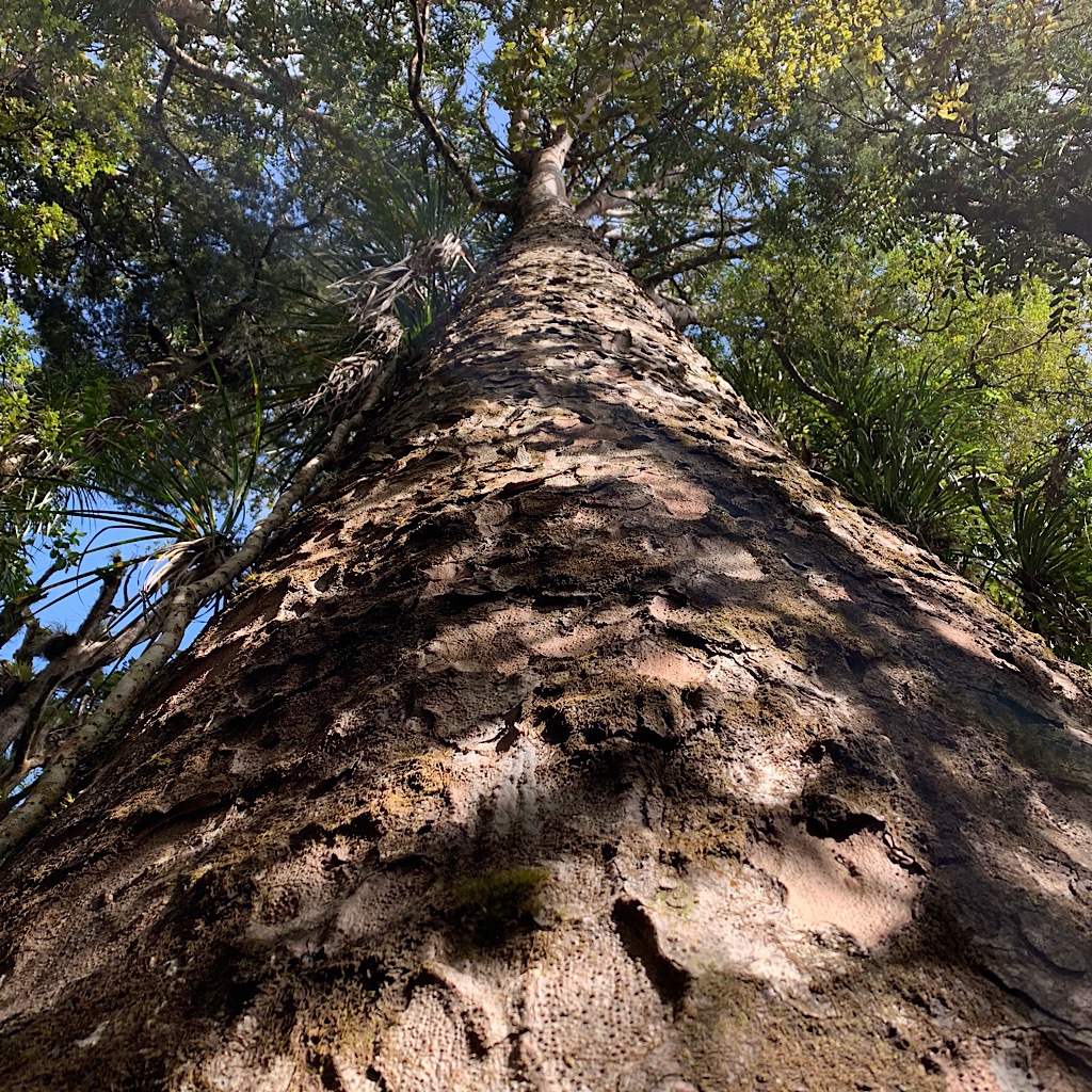 Rimu are taller, but Kauri rule the forest because of their bulk. 