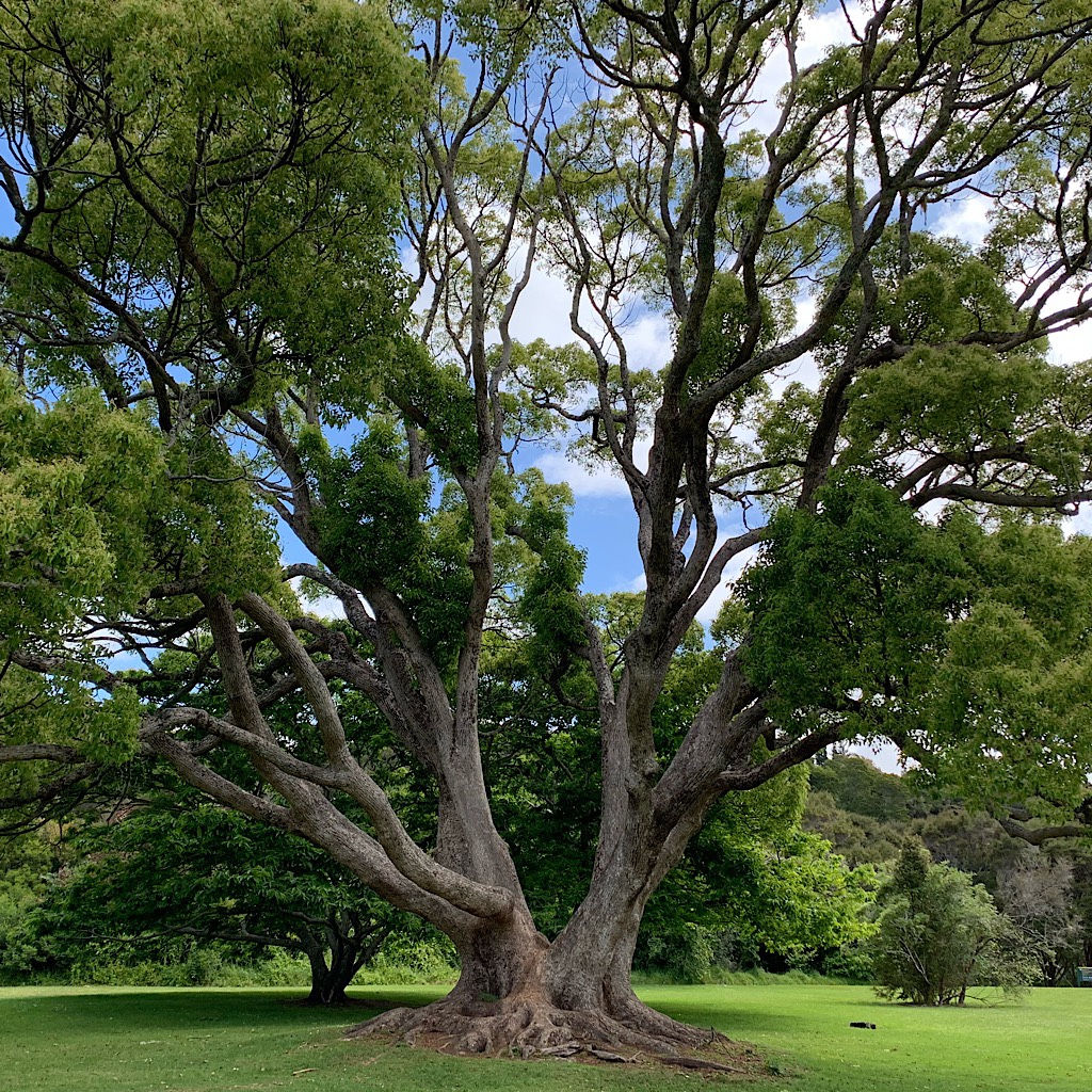 A massive Puriri tree on the grounds of the mission, a collection of the oldest European buildings in new Zealand.