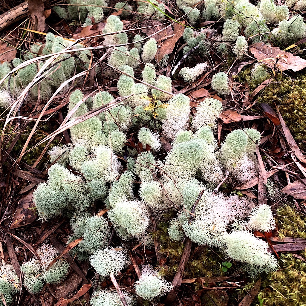 Abundant lichen. 