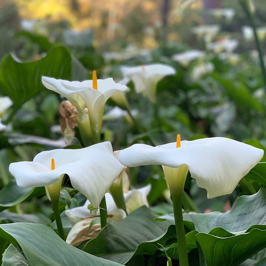 The large white funnels of the Arum lily is actually a leaf; the flower is that proud stiff yellow sausage poking out.