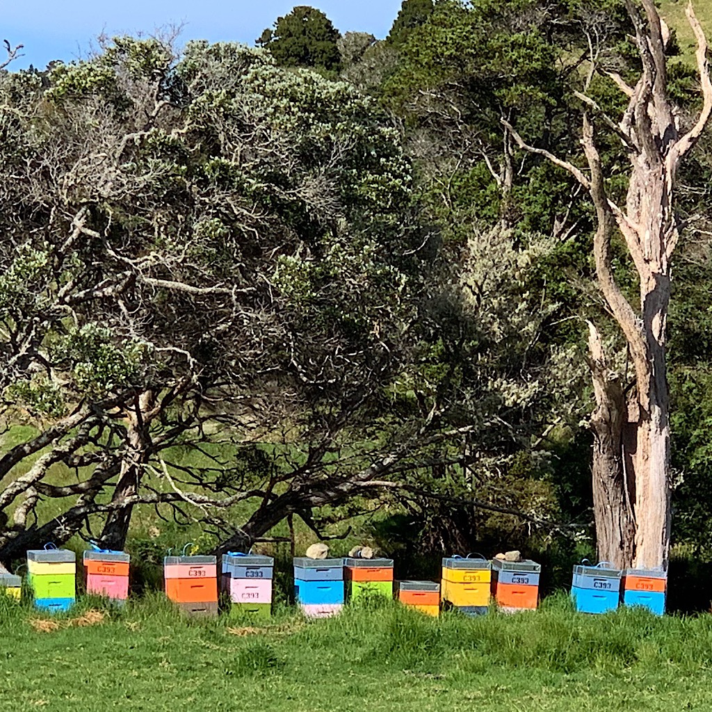 Colorful bee boxes placed strategically near Manuka which is considered the finest honey in Australasia.