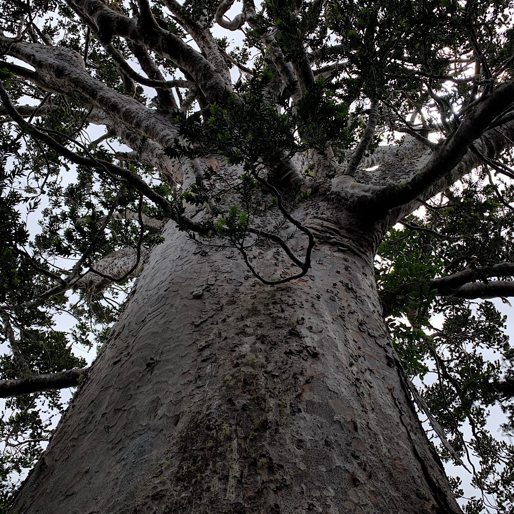 A fat kauri at Tane Moana is protected by boardwalks so I can get close. 