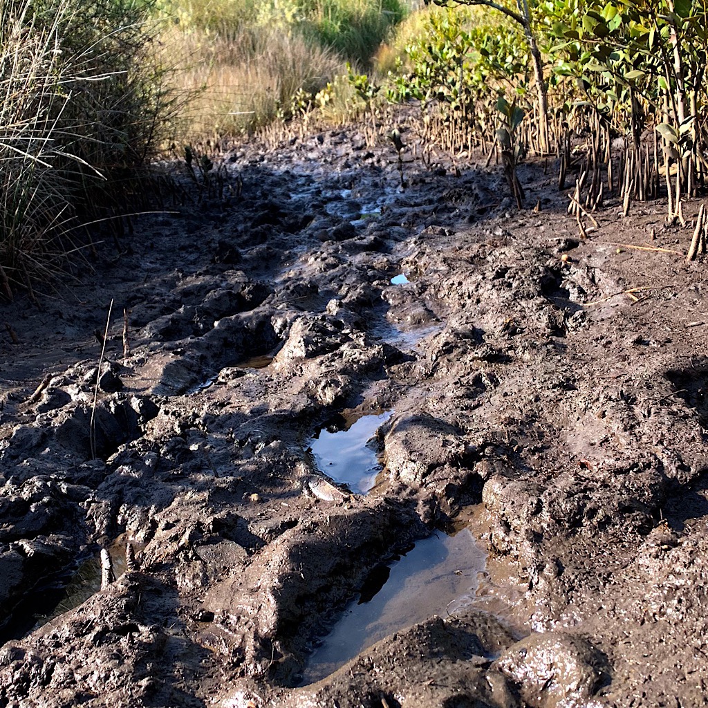 I'm never very far from mud when walking in New Zealand. 