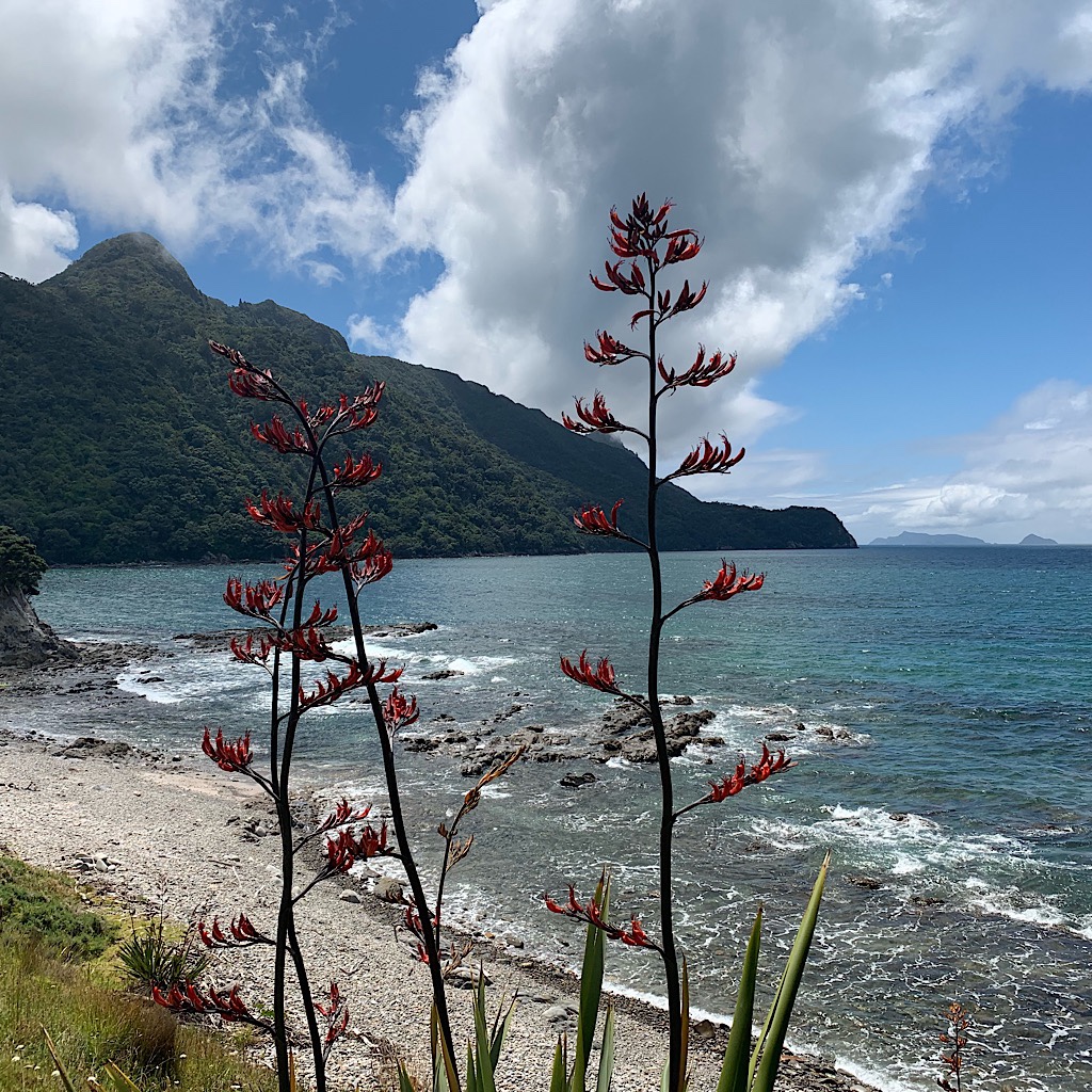 Wild flax along the Pacific Ocean with Lions Head in the background. 