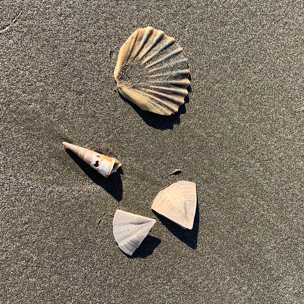 Shells crunch underfoot on the long beach walk. 