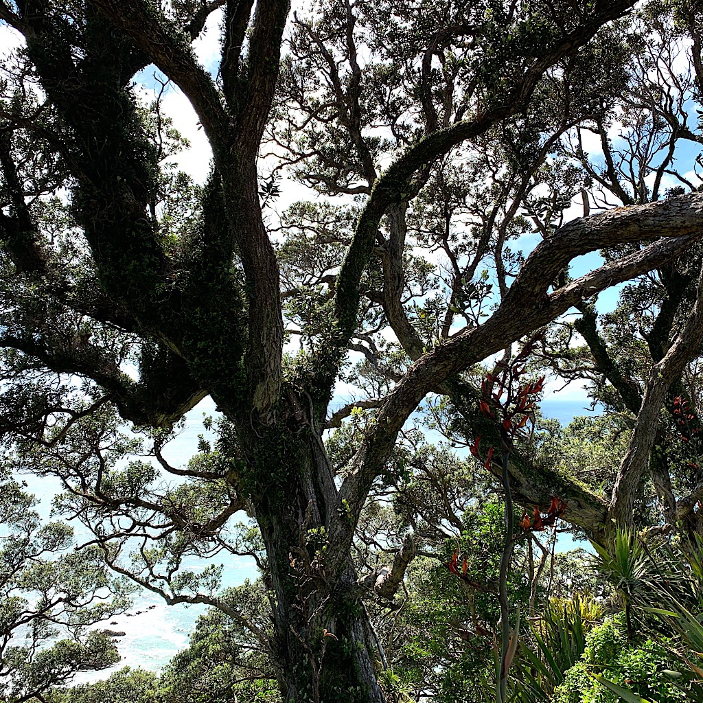 A pohutukawa tree on the Mangawhai Cliffs.