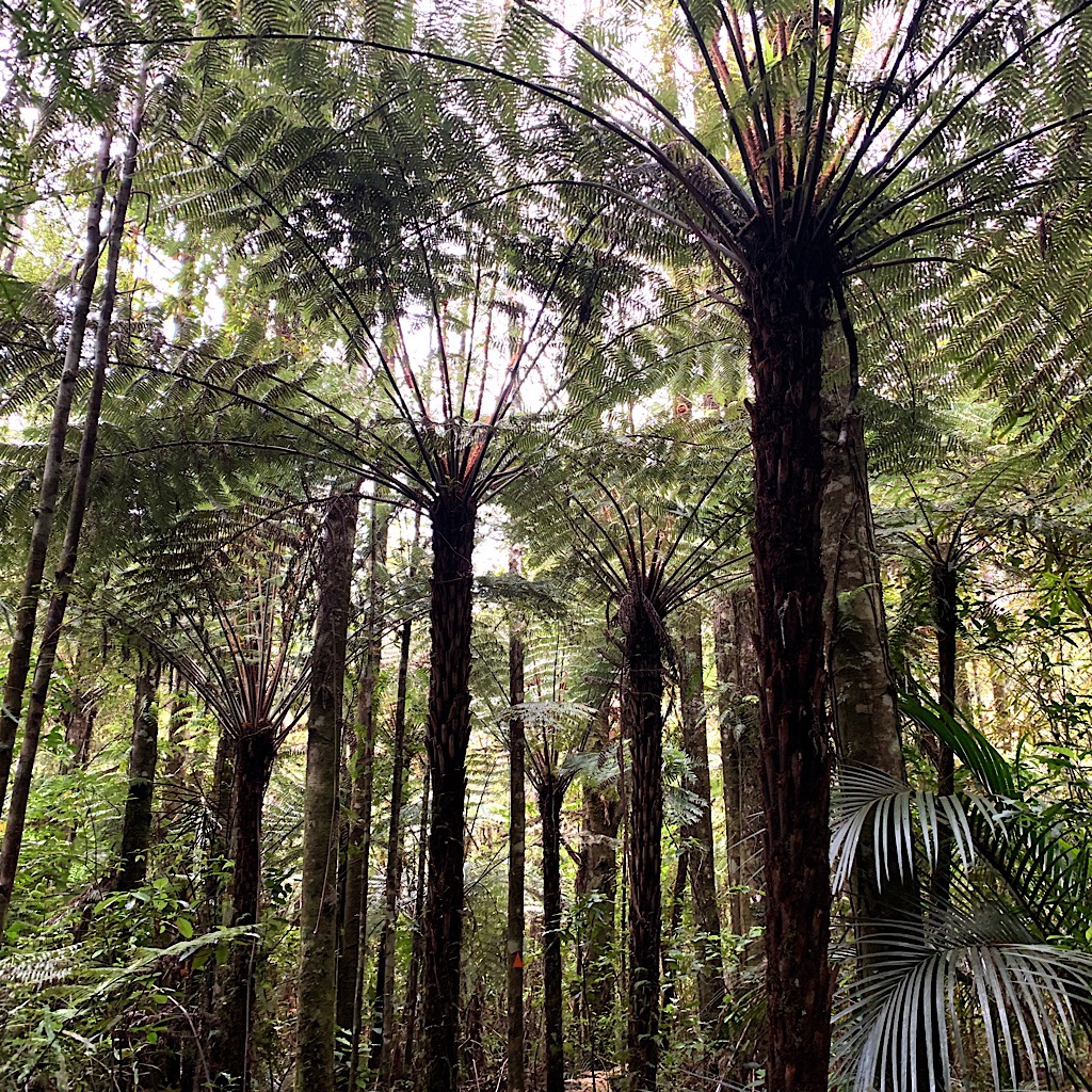 Spectacular tree ferns like giant umbrellas filter the sunlight. 