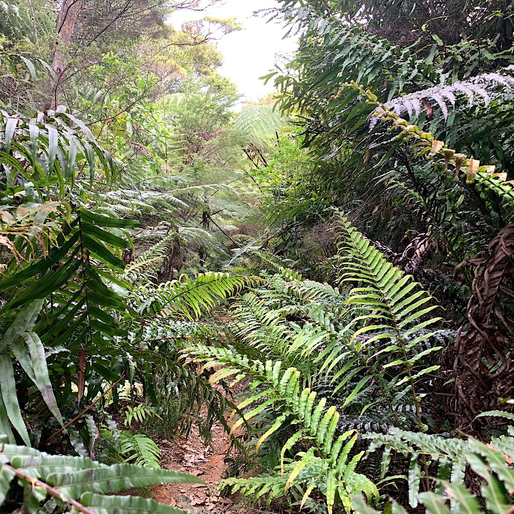 Ferns cover the path, but that's way better than scratchy invasive gorse.