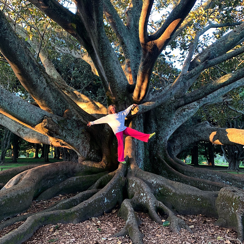 Blissful dances on a Moreton Bay Fig tree wearing borrowed cloths in Auckland's Domain.