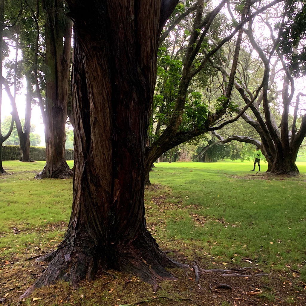 A misty walk through Cornwall Park in Auckland, but Kiwis are still out in it. 