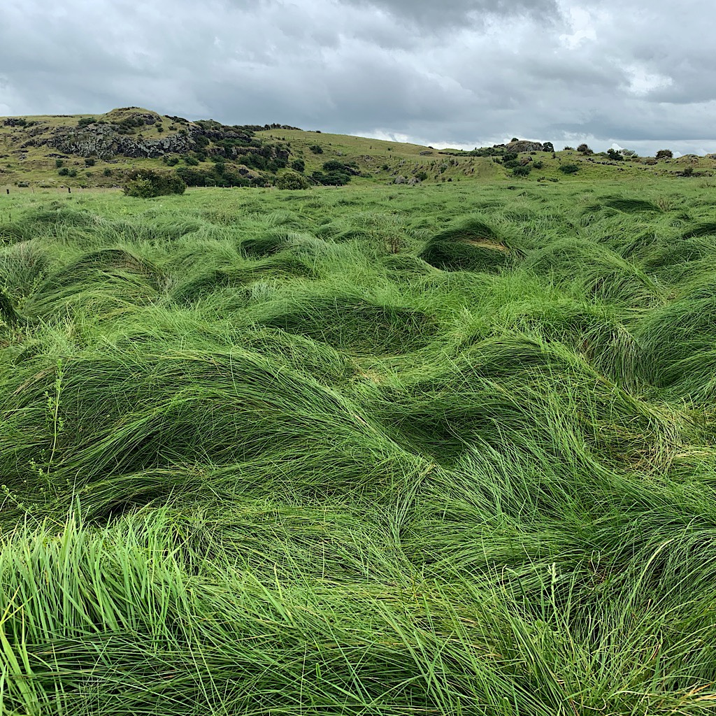 Grass pressed down like a million combovers at Manakau Bay in Auckland. 