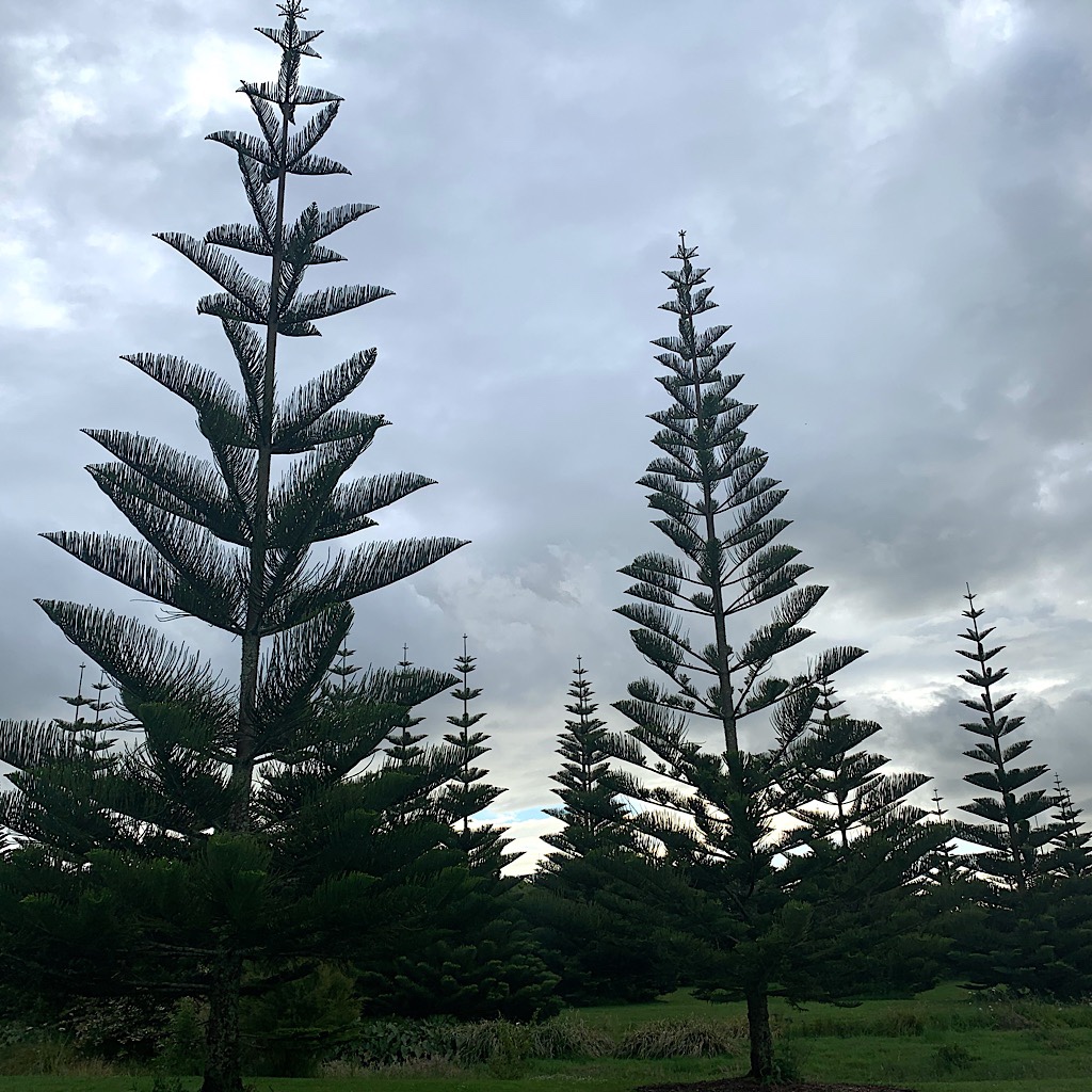 Endemic to a tiny Norfolk Island between New Zealand and New Caledonia, the Norfolk Pine looks like a child's drawing of a Christmas Tree. 