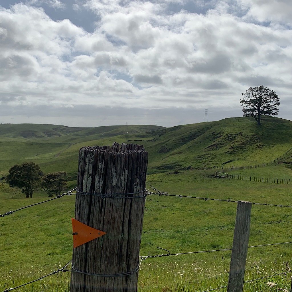 An orange triangle marks the way through farmland in the Waikato. 