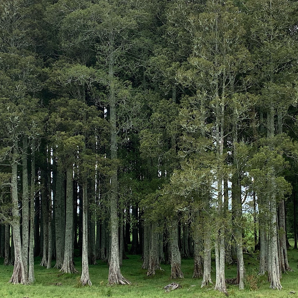 A plantation of totara, and endemic podocarp - or evergreen confier.