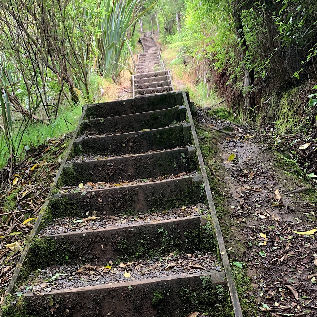 The Kauri Loop begins on stairs before entering steep and muddy bush. 