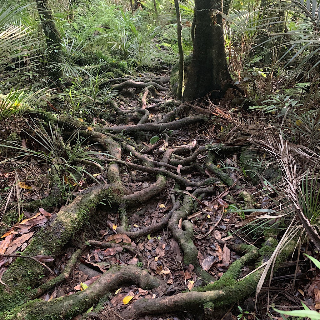 These roots were made for tripping.