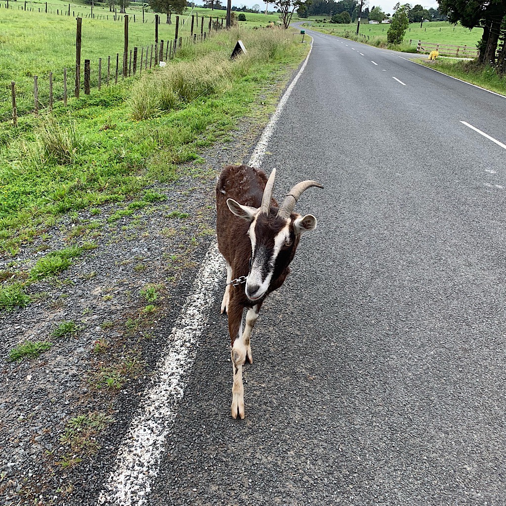 A goat followed me along Fillery Road.