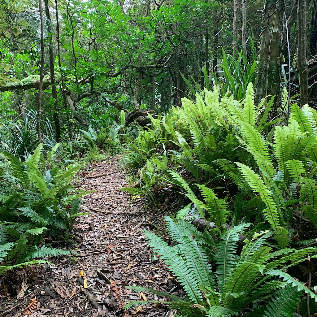 The path begins as "easy tramping" through ferns and tawa. 