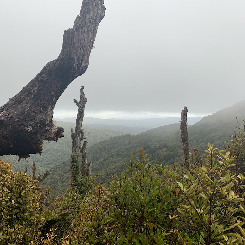 The view begins to disappear as I ascend into cloud on Mount Pirongia. 