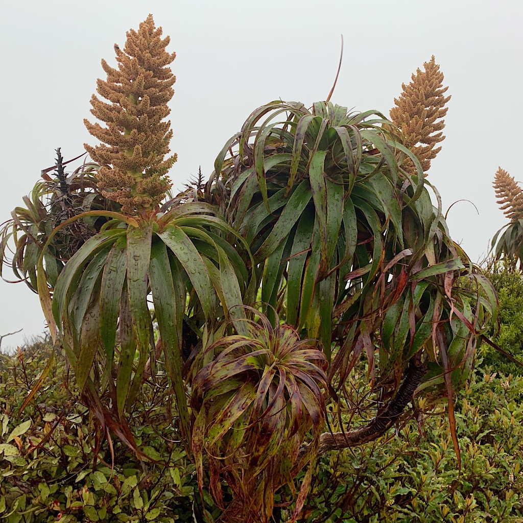 Alpine Ti Kouka or Mountain Cabbage Tree happy as can be on the stormy summit of Pirongia. 