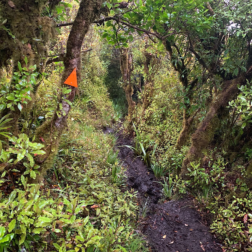 The bush is thick with moss-covered tawa leaving now room to avoid the mud-filled trail. 