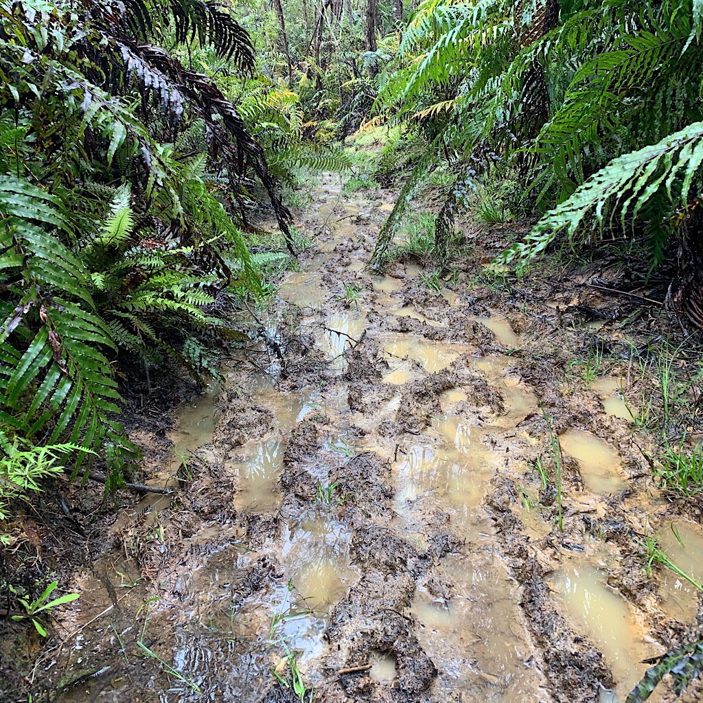 There's no escaping the mud when the trail ducks into a short bush track on an old timber trail. 