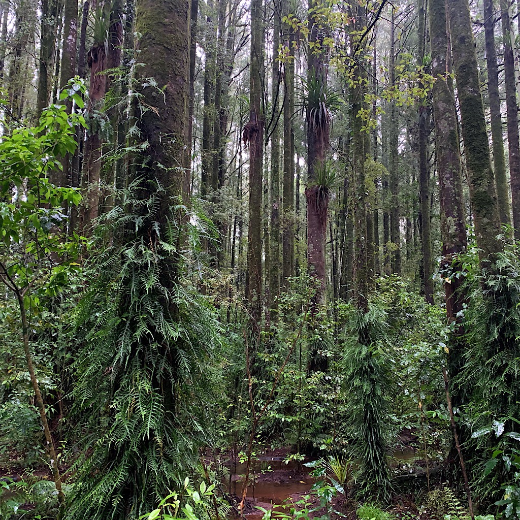 The entire mood changed in the cathedral of Pehitawa Forest with one of the finest remaining areas of Kahikatea trees. 