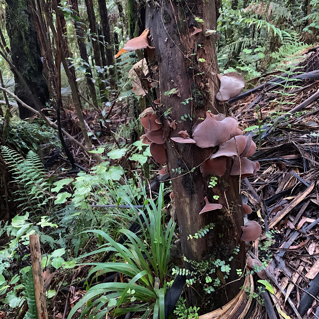 Forest fungus in the Mangaokewa Reserve. 