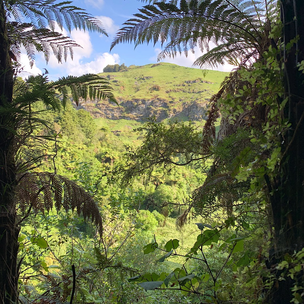 Views through tree ferns towards the limestone hills surrounding the Mangaokewa river. 