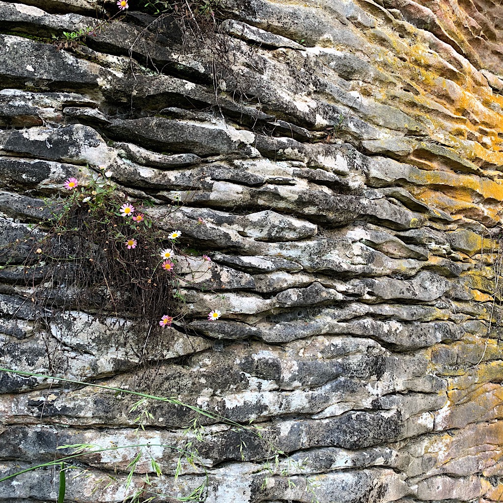 Opportunistic plants work their way into the cracks in the limestone cliffs. 