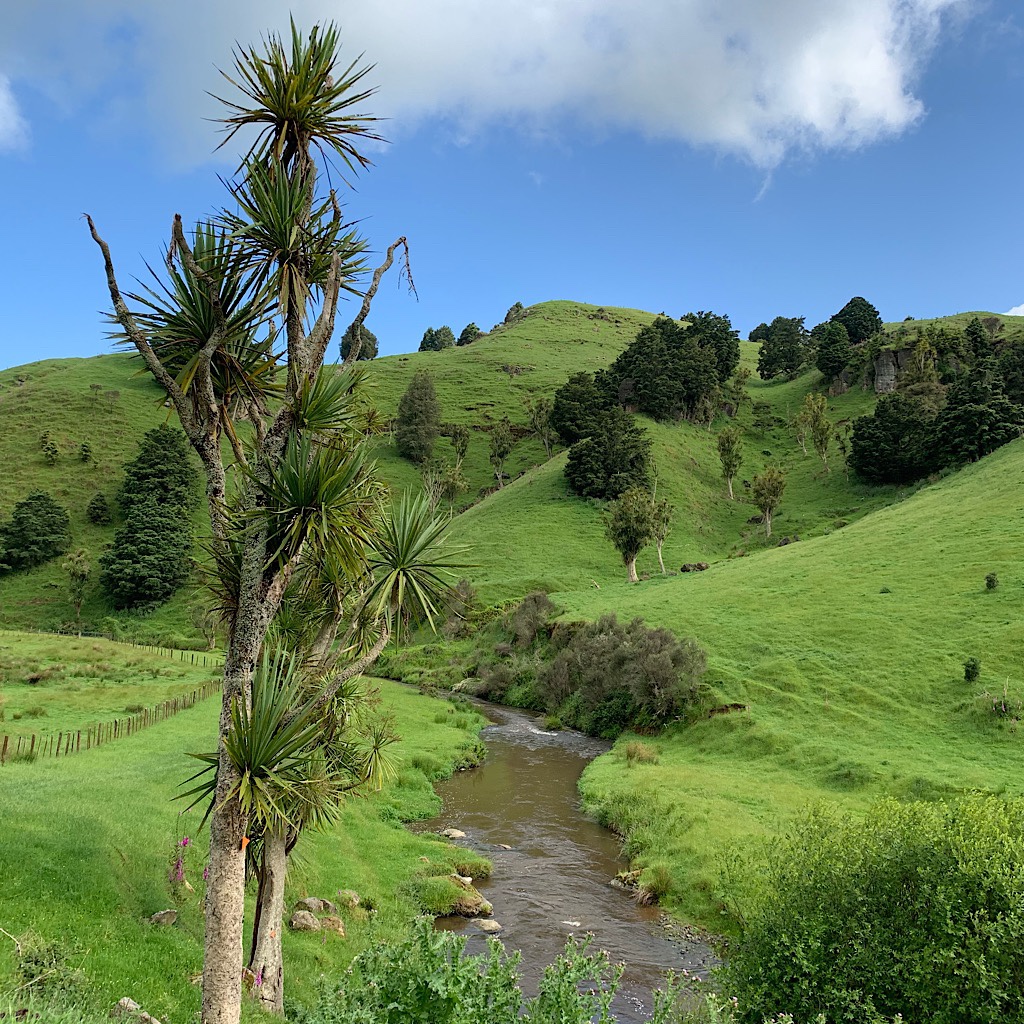 The beautiful bright green hills of King Country with cabbage tree and the Mangaokewa River.