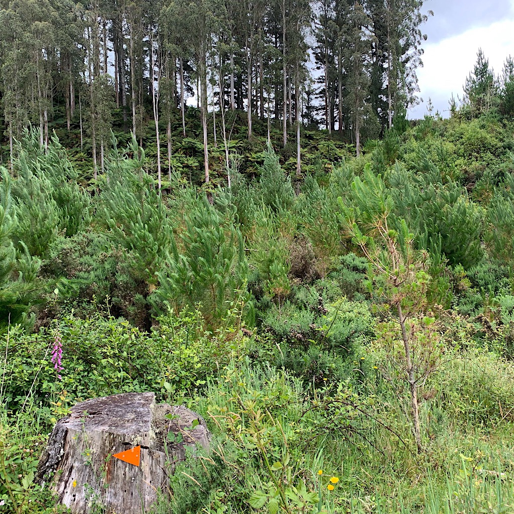 A pine and eucalyptus forest before reaching the Mangaokewa Road. 