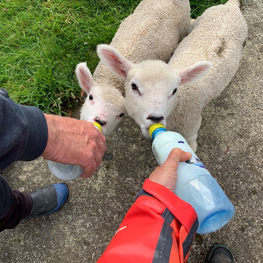Feeding the eager lambs on the farm.