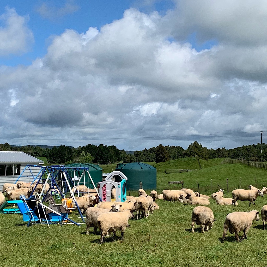 Sheep amidst backyard swing sets along the Mangaokewa Road. 