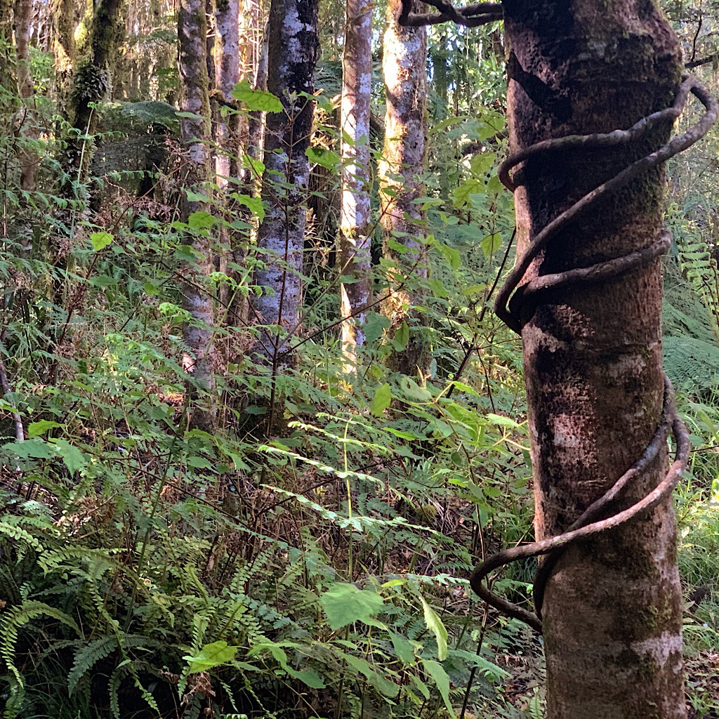 Supplejack winding up a rimu in the Pureora Forest. 