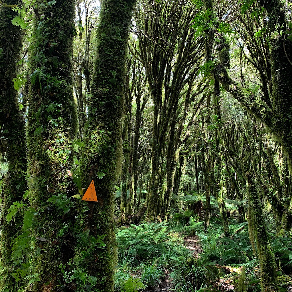 Pureora is one of the finest rain forests in the world. 